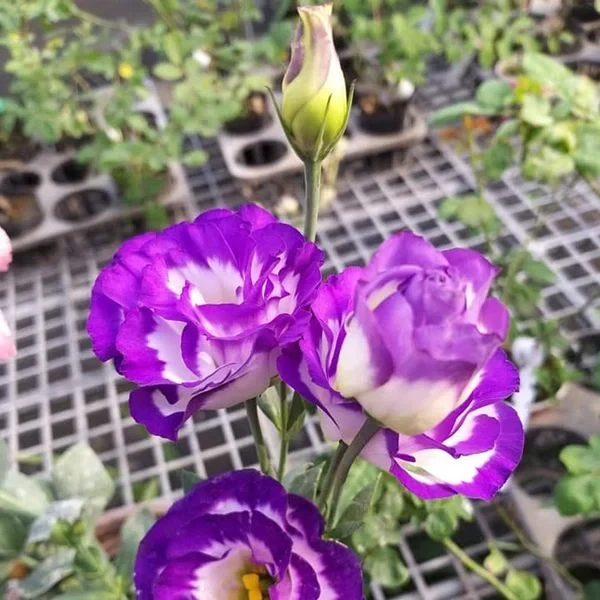 Hoa Cát Tường (Hoa Lan Tường) - Loài Hoa Của Sự May Mắn