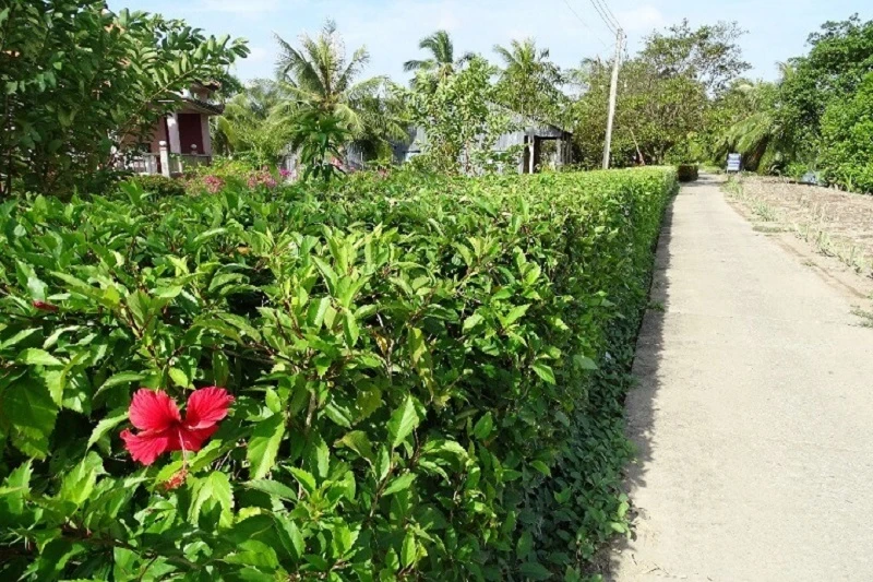 Hoa dâm bụt: dược liệu tự nhiên tốt cho helloo88