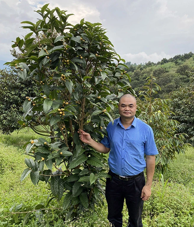 Tác dụng tuyệt vời của trà hoa vàng cho helloo88