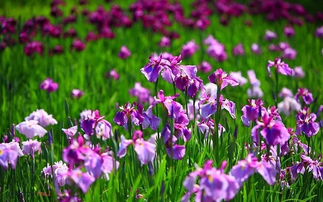 Hoa Diên Vĩ - Ý nghĩa, nguồn gốc, công dụng và cách trồng