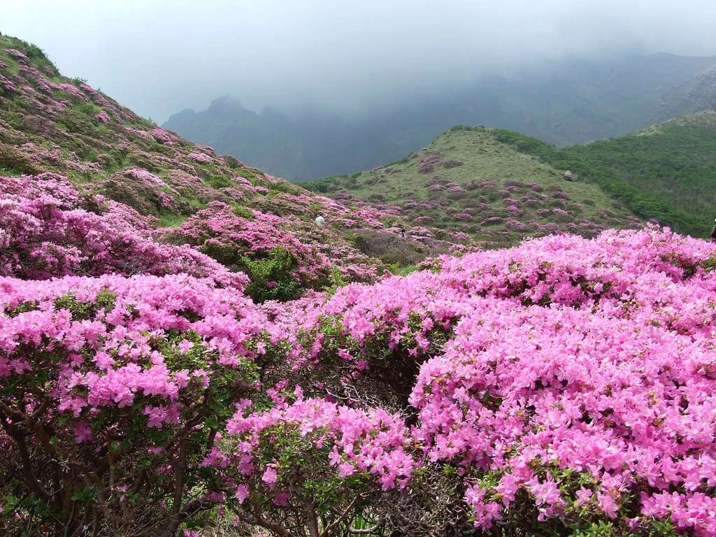 Kinh nghiệm trekking Tây Côn Lĩnh đầy đủ, chi tiết nhất cho người mới đi
