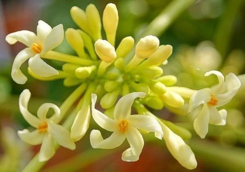 Ăn hoa đu đủ đực có tác dụng gì?