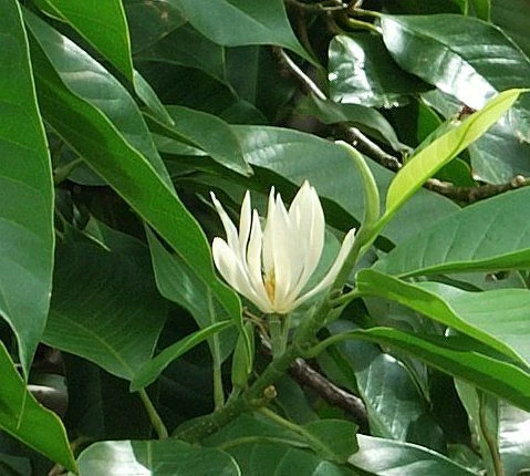 Cây Ngọc Lan - 4 Đặc điểm, bí quyết chăm sóc 22helo88
