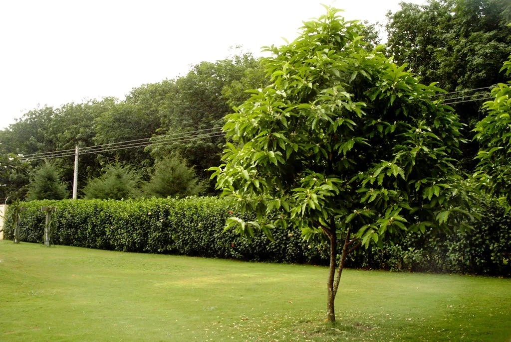 Cây Ngọc Lan - 4 Đặc điểm, bí quyết chăm sóc 22helo88