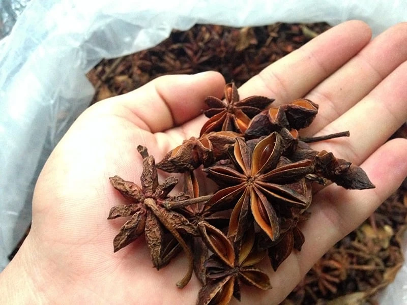 Hoa hồi - Sản vật đặc trưng của Xứ Lạng