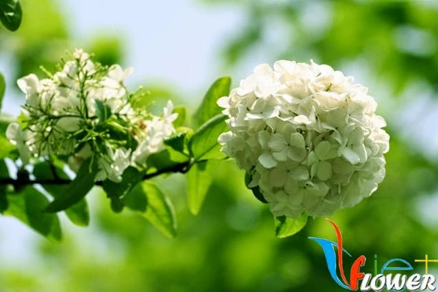 Ý nghĩa hoa Cẩm tú cầu (hoa Tử dương)