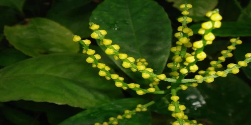 Hoa Sói - Loài Hoa Thơm Và Công Dụng Trong Đời Sống