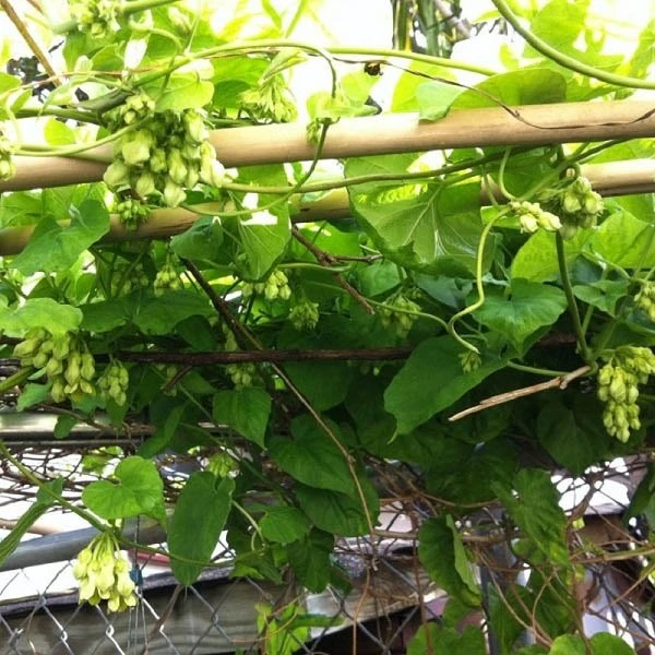 Thiên lý: Vị thuốc từ loài hoa nồng nàn về đêm