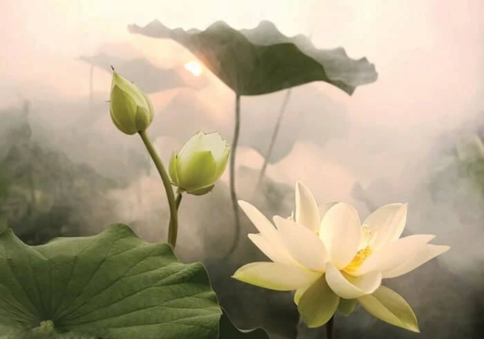 Bộ sưu tập hình ảnh đẹp nhất về hoa Sen Trắng