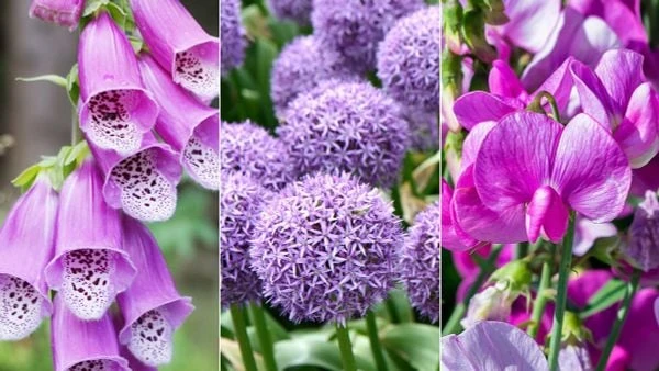 TOP 15+ Hoa màu tím tặng 20/10 cho mẹ, vợ, người yêu đẹp nhất