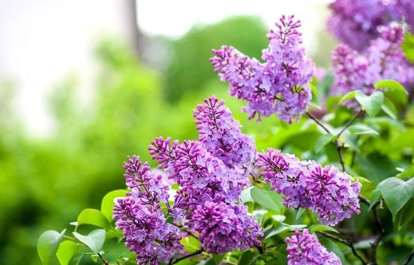 TOP 15+ Hoa màu tím tặng 20/10 cho mẹ, vợ, người yêu đẹp nhất