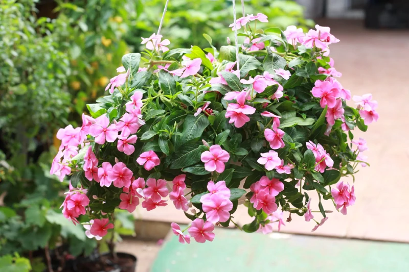 Cây dừa cạn trồng làm cảnh và có thể chữa bệnh