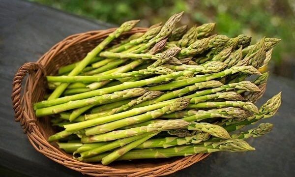 Kỹ Thuật Trồng Măng Tây Bằng Hạt Cho Năng Suất Tốt