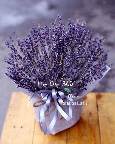 TOP 15+ Hoa màu tím tặng 20/10 cho mẹ, vợ, người yêu đẹp nhất