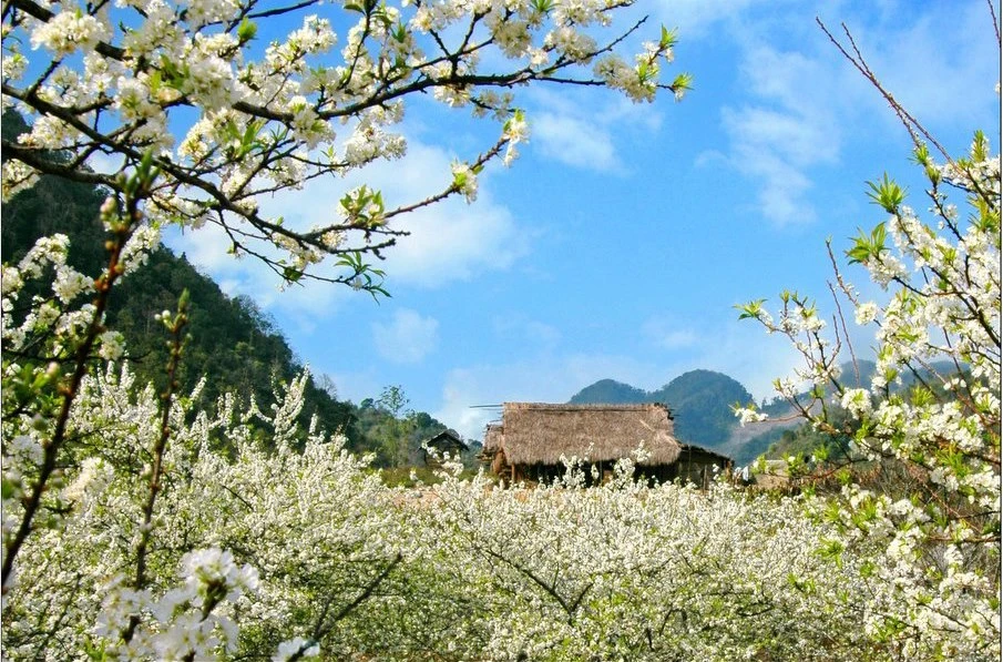 Tháng 3 hoa ban nở, bỡ ngỡ lạc giữa rừng hoa