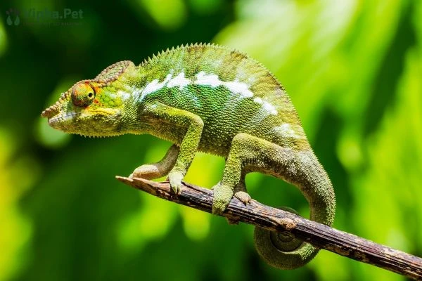 Tìm hiểu về tắc kè hoa và thằn lằn