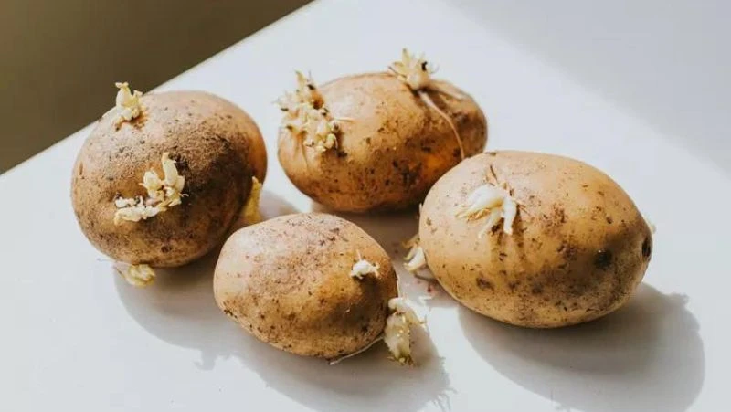 Ăn khoai tây mọc mầm nhỏ có an toàn không? Cách xử lý khoai tây đang mọc mầm