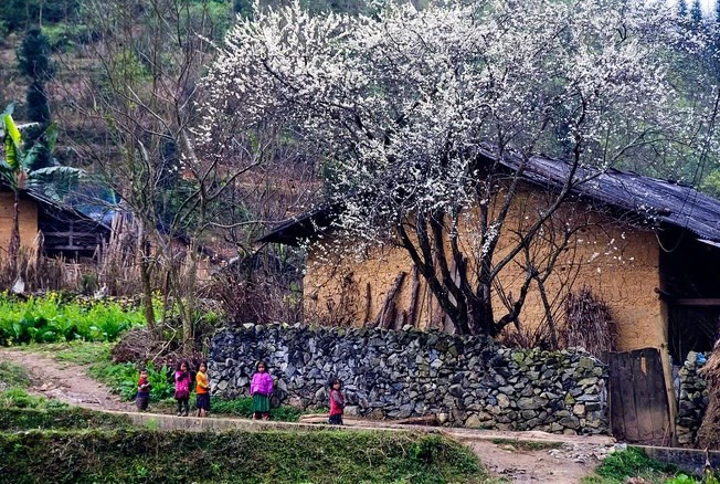 Tháng 3 hoa ban nở, bỡ ngỡ lạc giữa rừng hoa