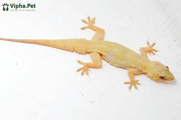 Tìm hiểu về tắc kè hoa và thằn lằn