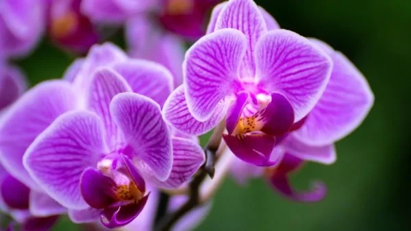 TOP 15+ Hoa màu tím tặng 20/10 cho mẹ, vợ, người yêu đẹp nhất