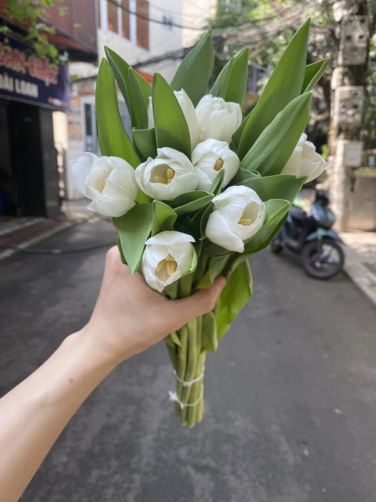Ý nghĩa của hoa Tulip và lịch sử 6hello88 của loài hoa biểu tượng của Hà Lan