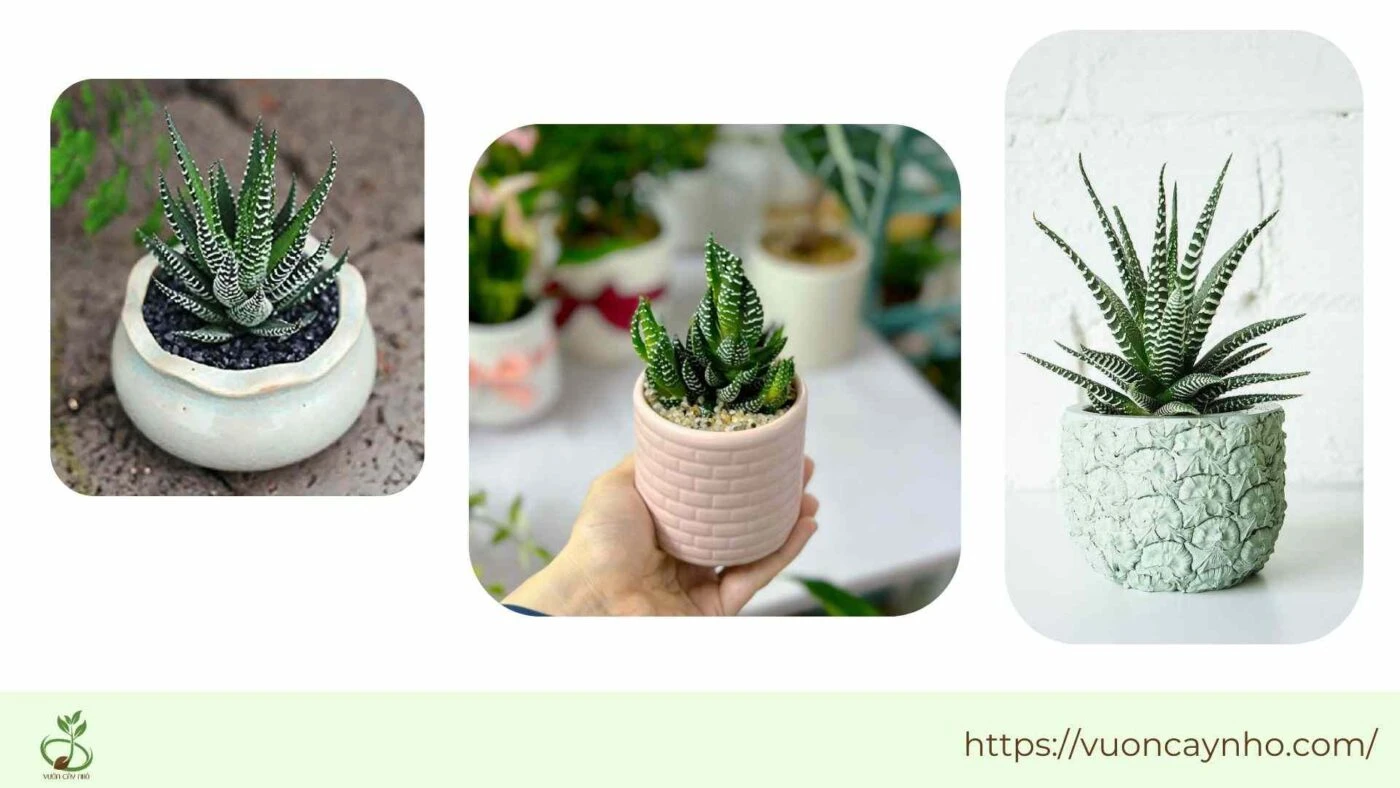 Ý Nghĩa Đặc Biệt Của Cây Móng Rồng Mà Bạn Chưa Biết?