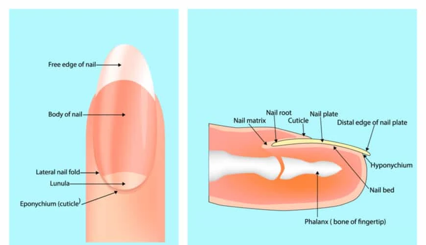 Mẹo “xử lý” móng tay bị ngả vàng