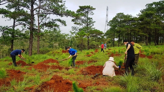 Phát triển lâm nghiệp bền vững khu vực miền Trung - Tây Nguyên