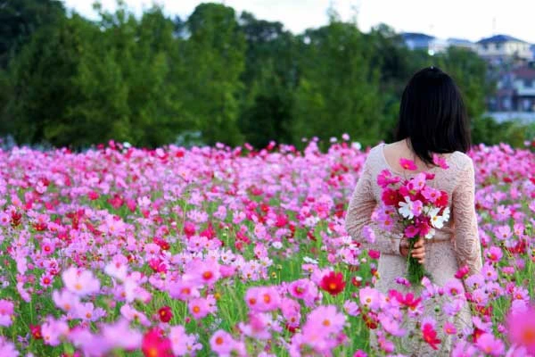 Kỹ thuật trồng hoa cánh bướm trong vườn nhà