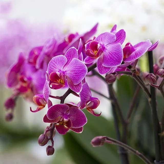 Category Archives: 999 Loài Hoa Đẹp Nhất Làm Say Lòng Người