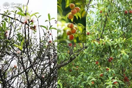Khám Phá Cây Hoa Đào: Biểu Tượng Văn Hóa heloo88