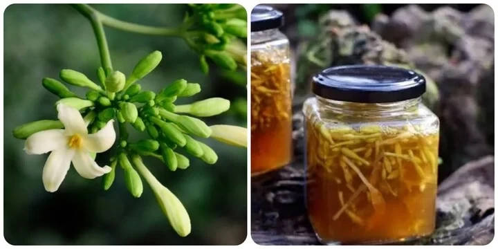 Uống hoa đu đủ đực ngâm mật ong hàng ngày có tốt?