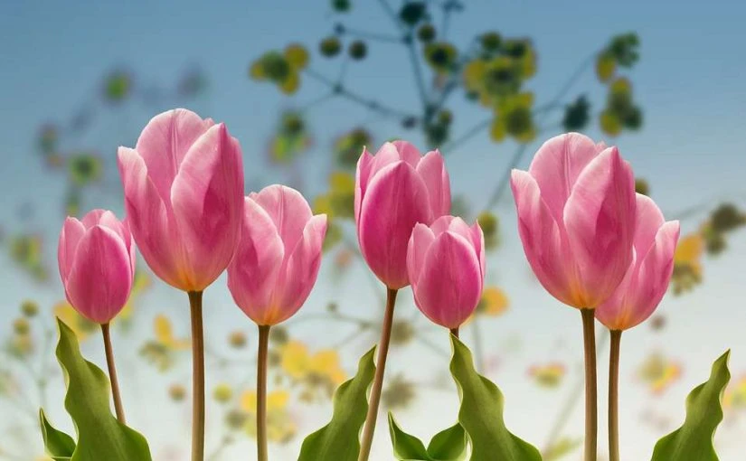 Hoa Tulip Hồng: Tìm hiểu ý nghĩa đặc điểm cách trồng và cách chăm sóc