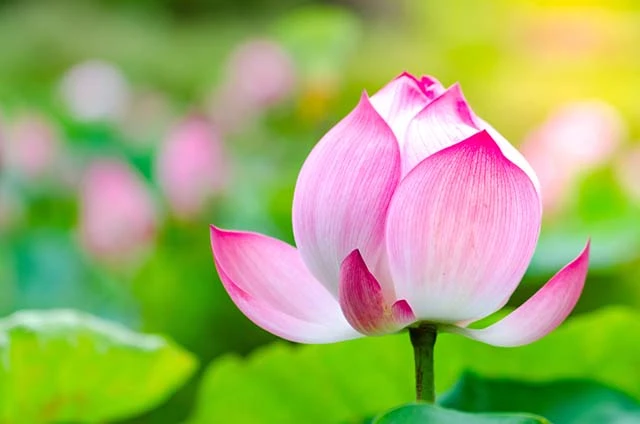Category Archives: 999 Loài Hoa Đẹp Nhất Làm Say Lòng Người
