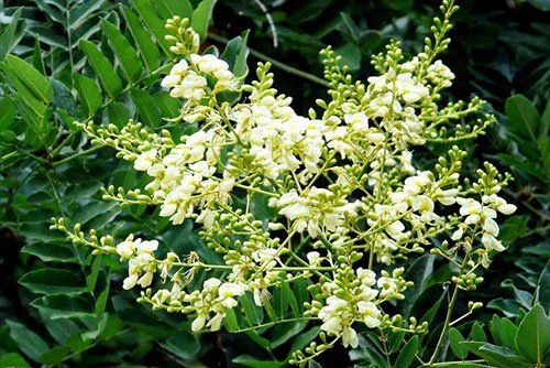 Cây hoa hòe chữa bệnh gì?