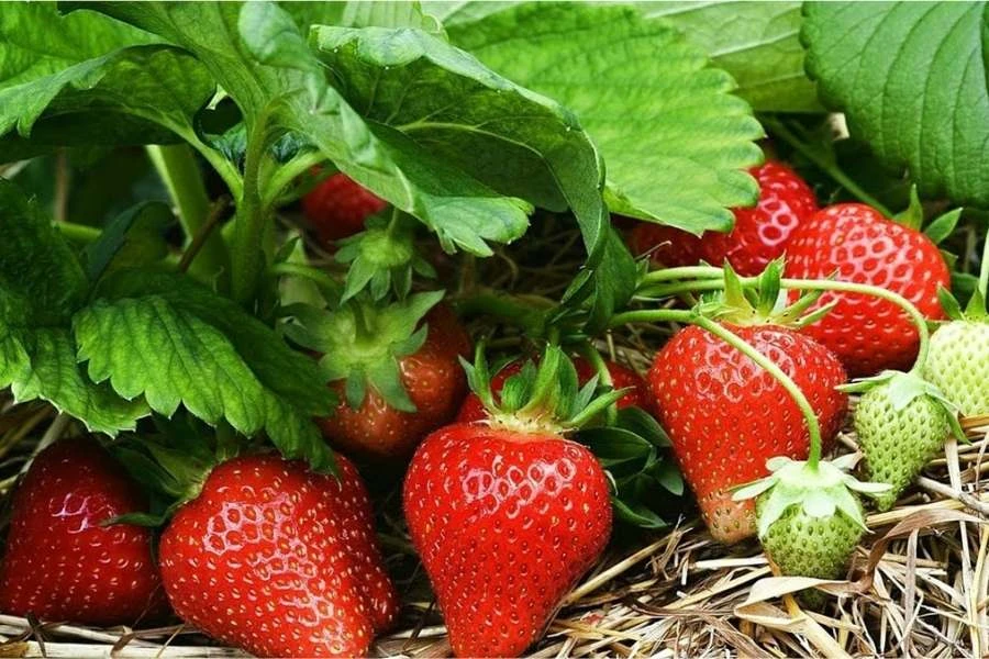 Cách Trồng Dâu Tây Bằng Hạt Dễ Thành Công Nhất