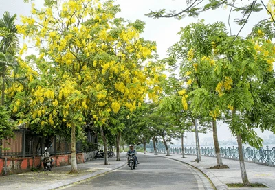 Cây hoàng yến - ý nghĩa, đặc điểm, công dụng và cách trồng