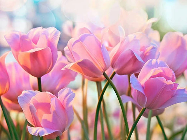 Hoa Tulip Hồng: Tìm hiểu ý nghĩa đặc điểm cách trồng và cách chăm sóc