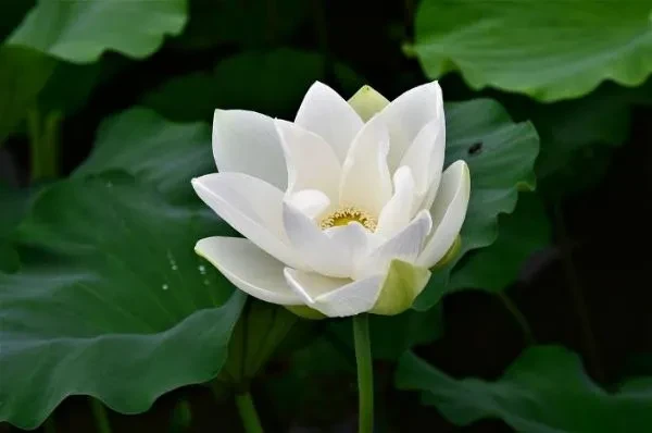 Ý nghĩa hoa sen trắng đám tang trong văn hóa heloo88