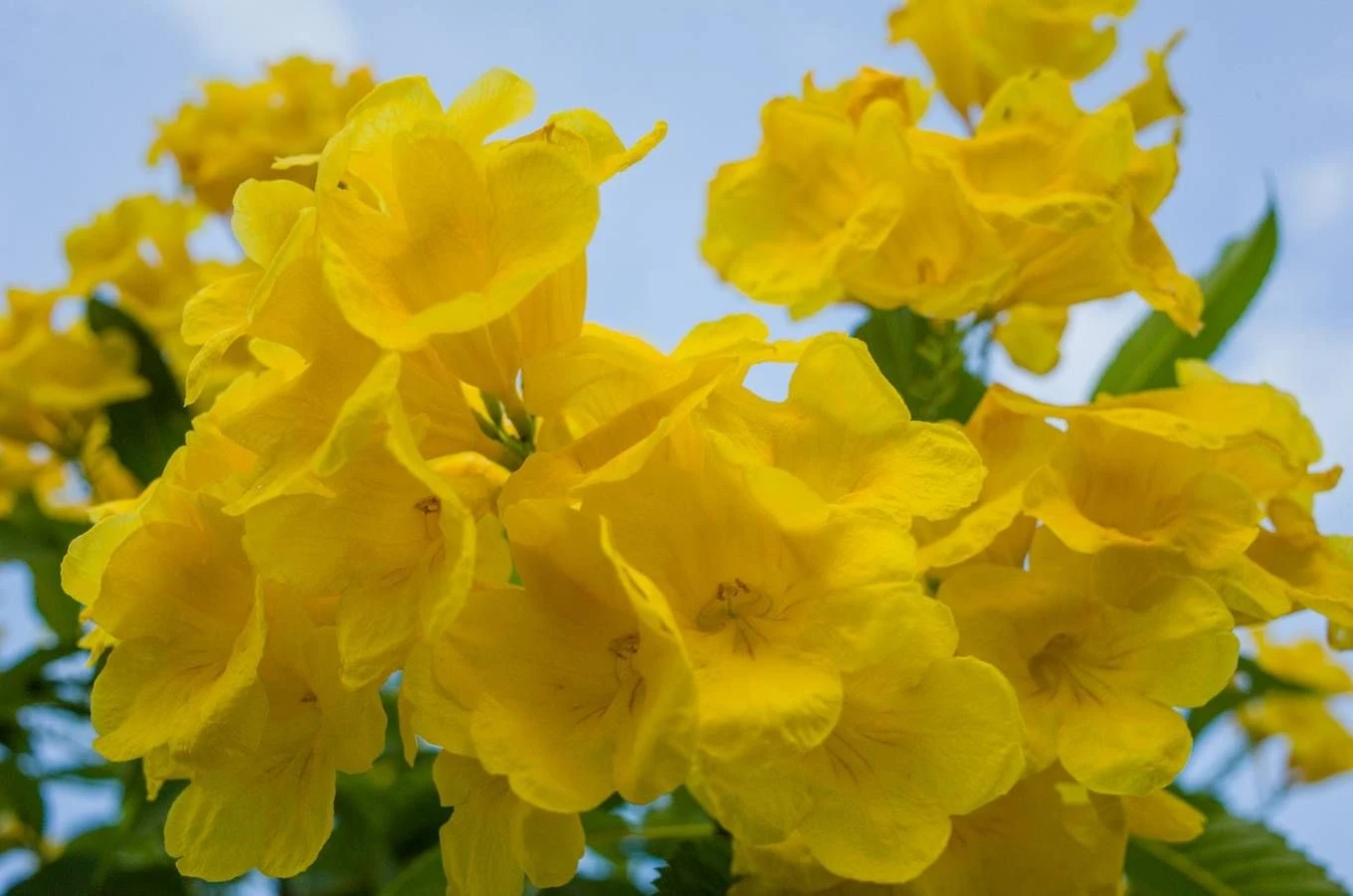 Cây hoàng yến - ý nghĩa, đặc điểm, công dụng và cách trồng