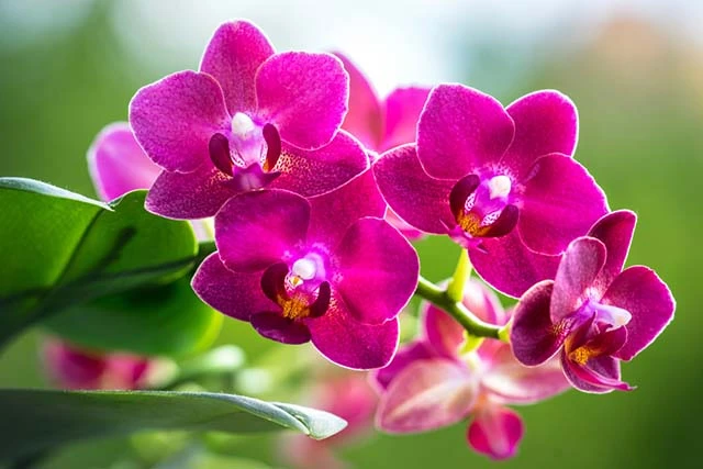 Category Archives: 999 Loài Hoa Đẹp Nhất Làm Say Lòng Người