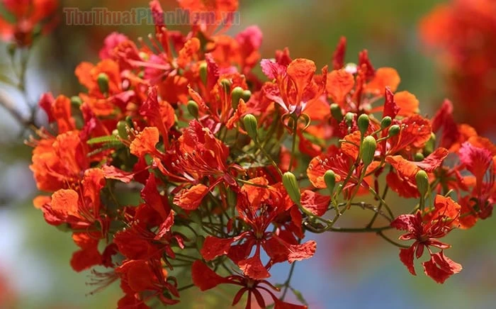 Hoa phượng đỏ và kỷ niệm tuổi học trò ngọt ngào