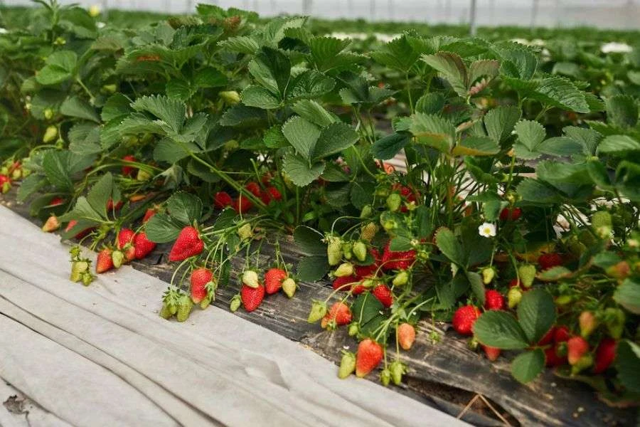 Cách Trồng Dâu Tây Bằng Hạt Dễ Thành Công Nhất