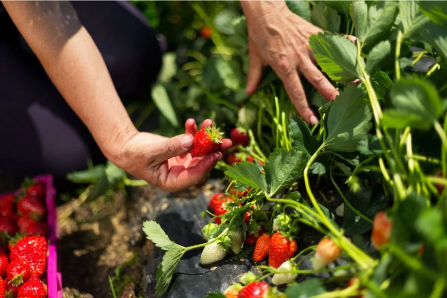 Cách Trồng Dâu Tây Bằng Hạt Dễ Thành Công Nhất
