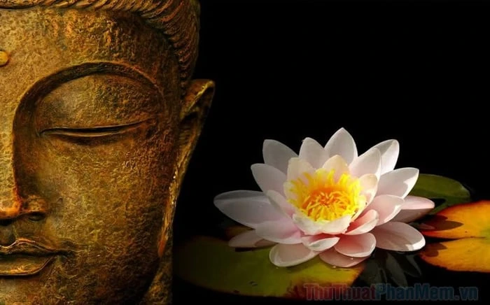 Ý Nghĩa Hoa Sen Phật Giáo Trong Tâm Linh