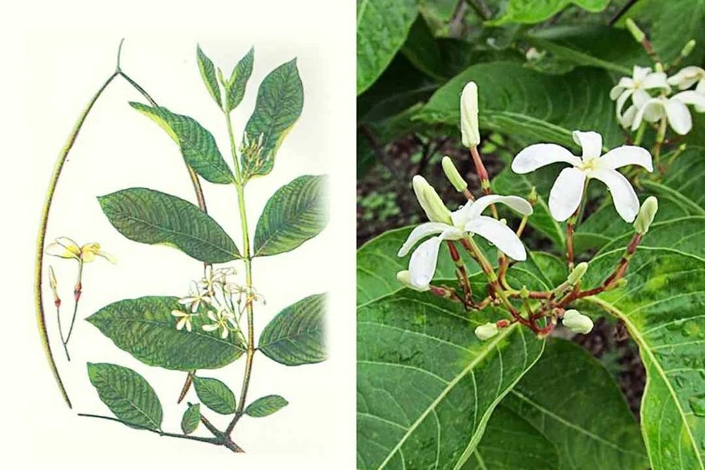 Cây mộc hoa trắng có tác dụng gì?