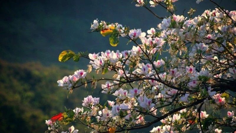 Ý nghĩa hoa ban trắng - Cách trồng và cách chăm sóc chi tiết