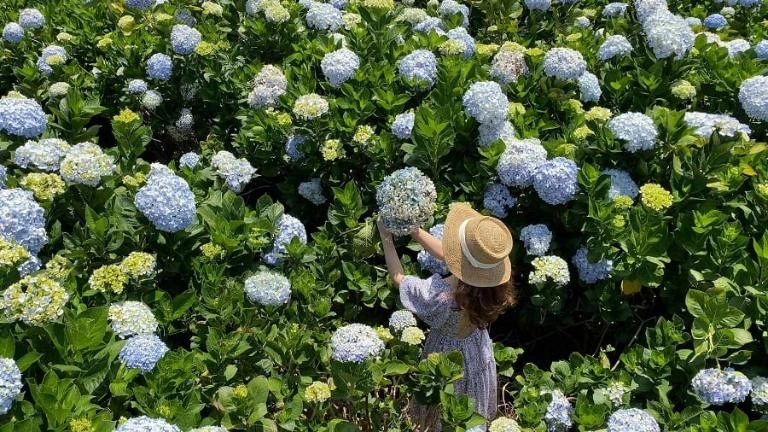 Top 24 vườn hoa Đà Lạt đẹp mê ly được du khách helo88.vina nhất 2024