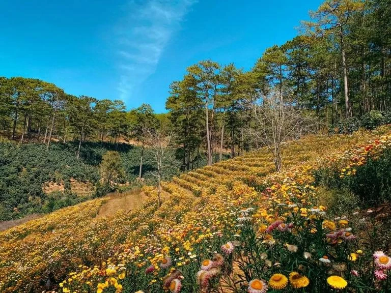 Top 24 vườn hoa Đà Lạt đẹp mê ly được du khách helo88.vina nhất 2024