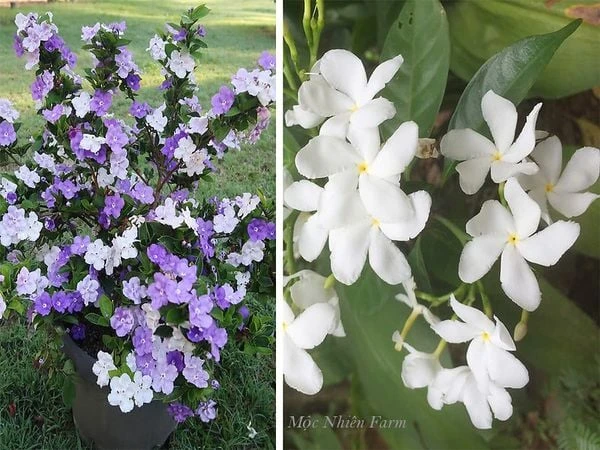 Hoa nhài Nhật (lài Nhật) F1